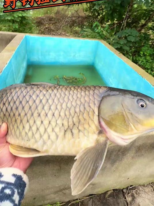 养鱼池里终于有大货了