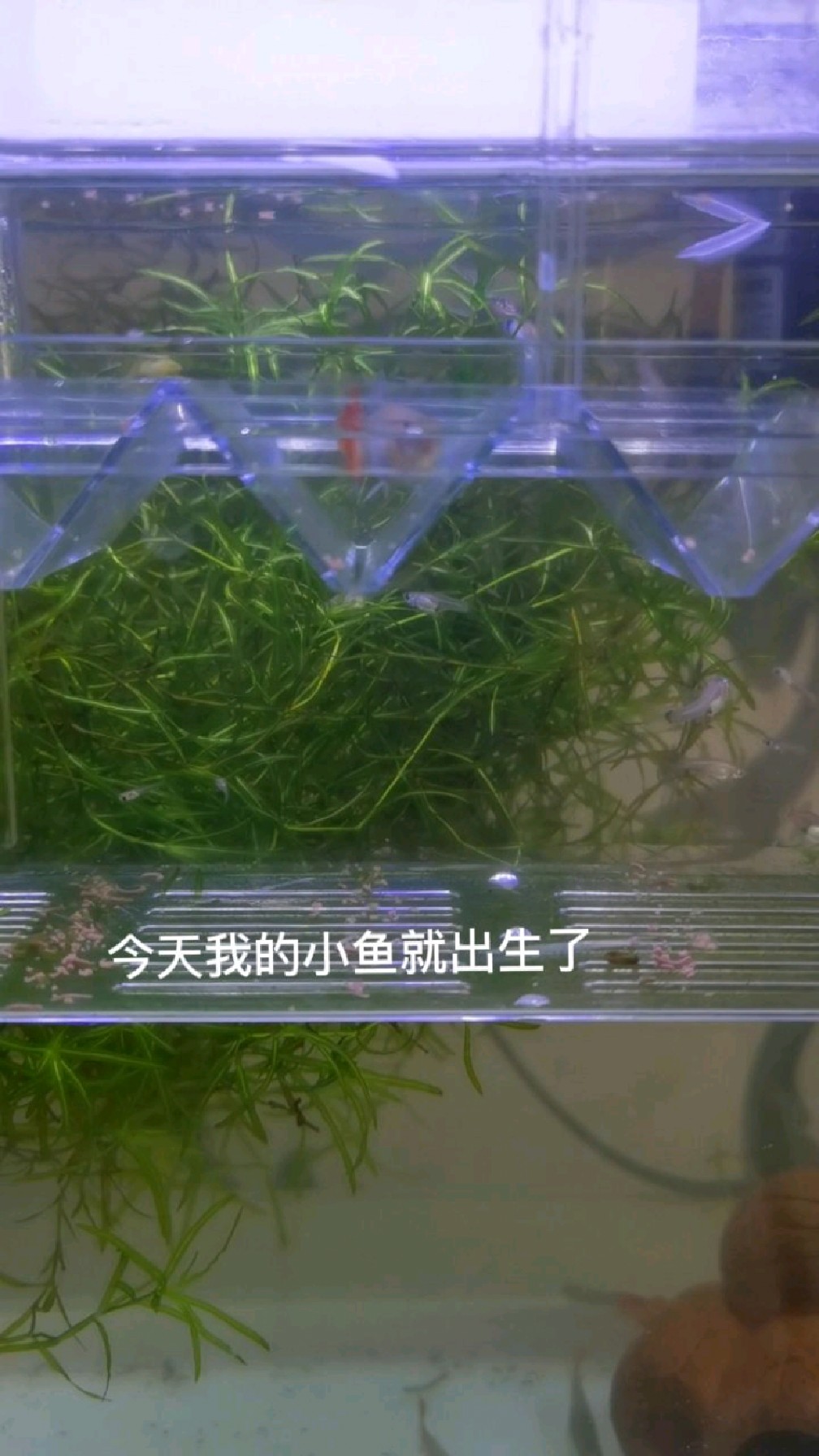 孔雀鱼又叫凤尾鱼最快乐的就是它能不断繁殖,小鱼出生就会游泳