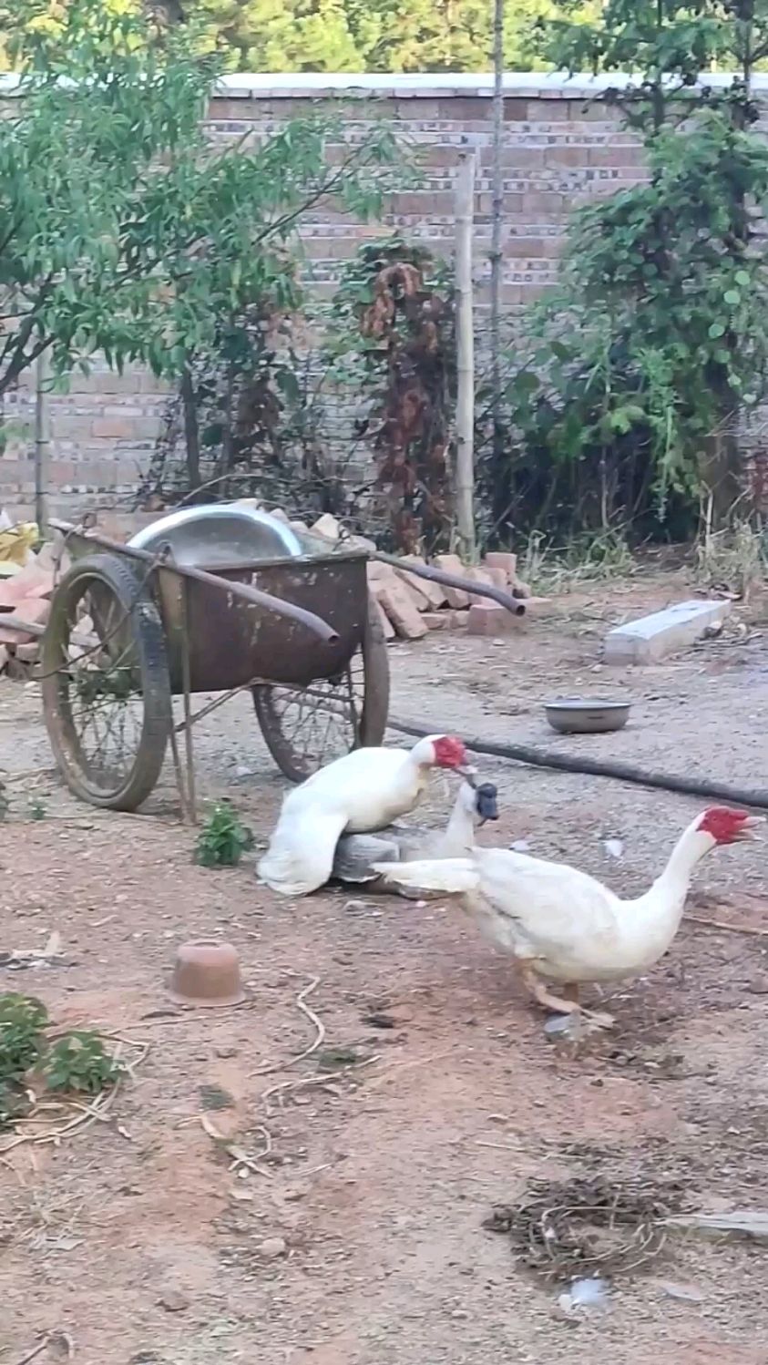 鸭和鹅可以杂交吗