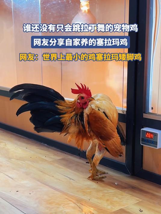 谁还没有只会跳拉丁舞的宠物鸡，网友分享自家养的塞拉玛鸡