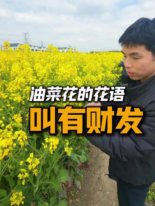 油菜花的花语叫''有财发''
