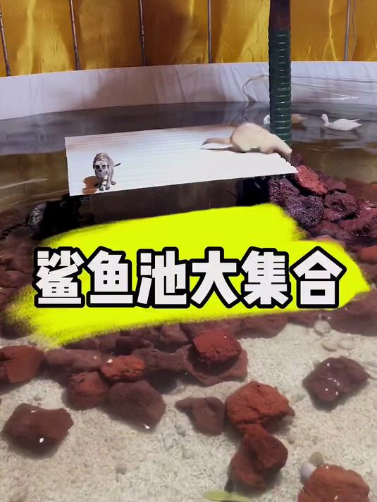 鲨鱼池大集合了