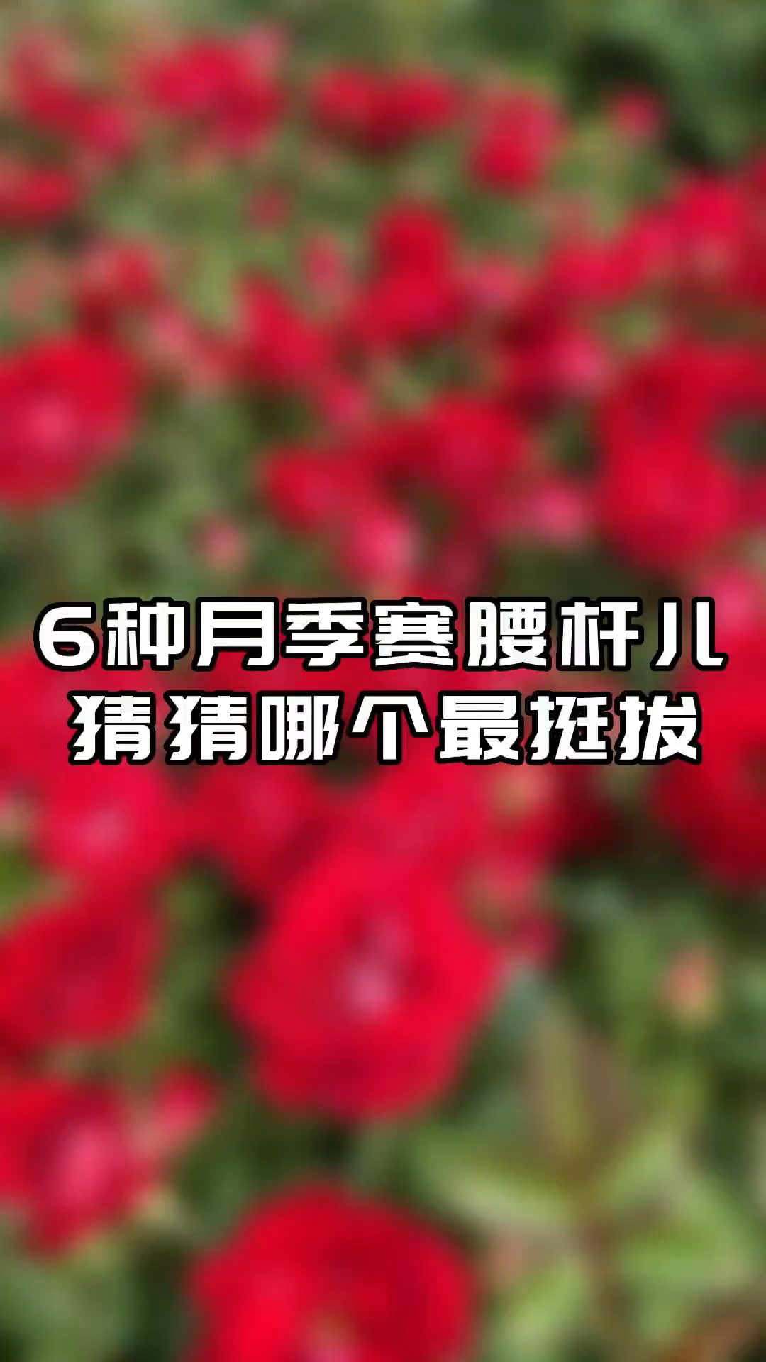 月季是花园一宝,记住这六个品种,直立性强!