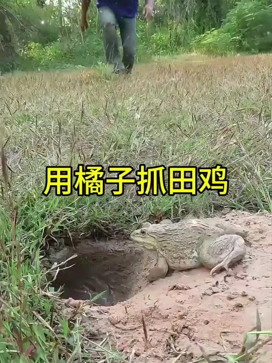 用橘子抓田鸡