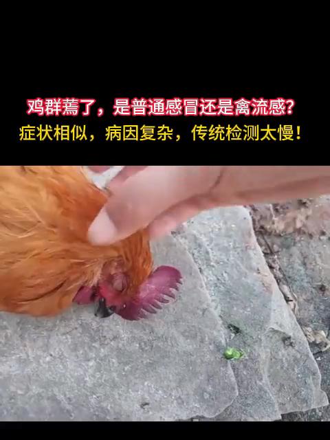 鸡群疑似爆发禽流感?鉴别诊断只需一台设备
