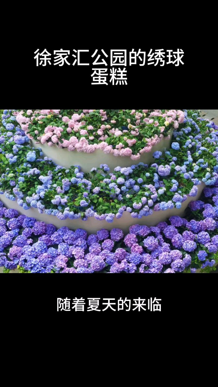 唯美!徐家汇公园的绣球蛋糕