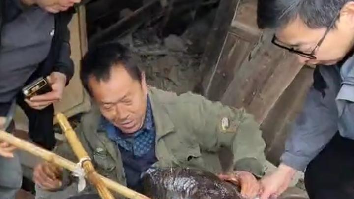 村民老屋拆迁挖出“巨型”娃娃鱼,目击者:目测40斤左右,已放生