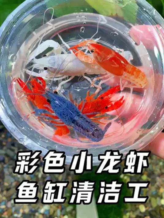 彩色小龙虾不攻击小鱼,还是鱼缸清洁高手!垃圾全清光