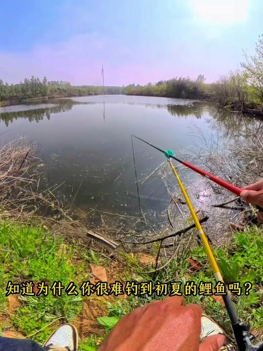 为什么你钓不到初夏的鲤鱼，因为你的“鲤鱼成功学”就是自我欺骗 #钓鱼技巧#