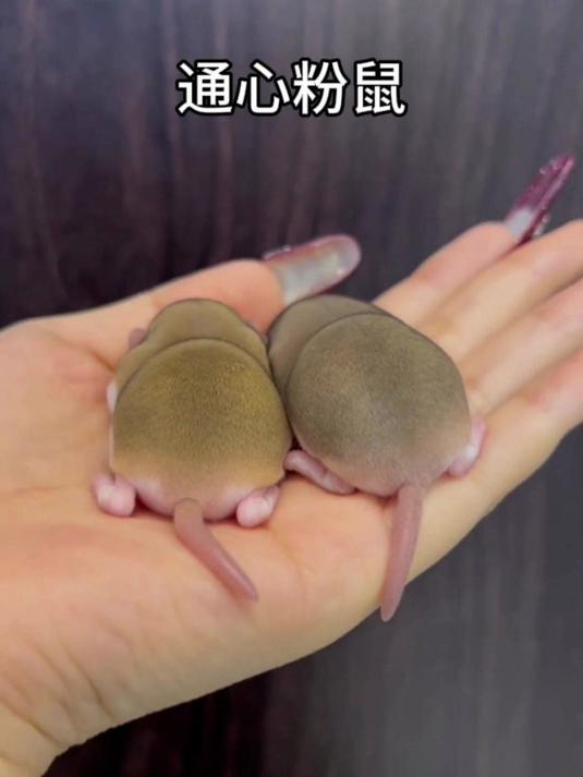 通心粉鼠:这小猕猴桃居然是一种鼠鼠?