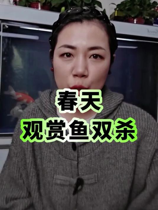 春天观赏鱼双鱼