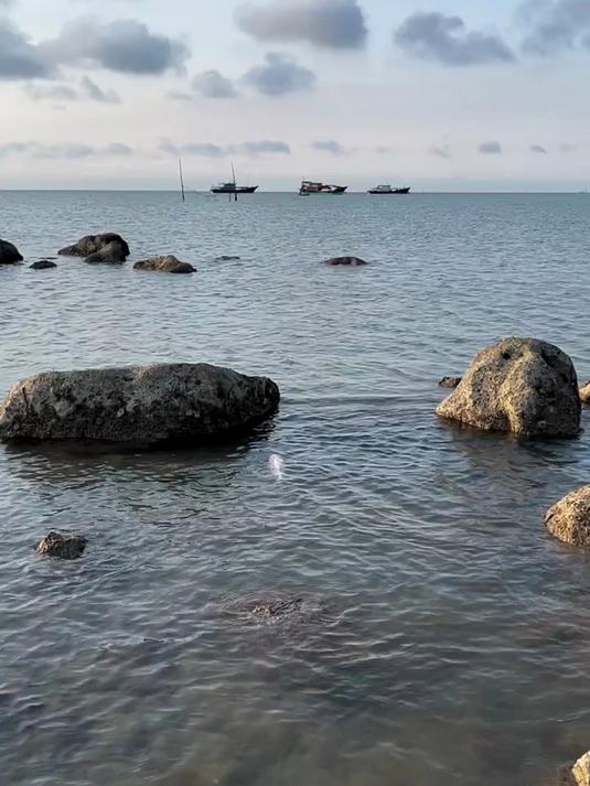 大海退潮去赶海发现一条很大的鱼