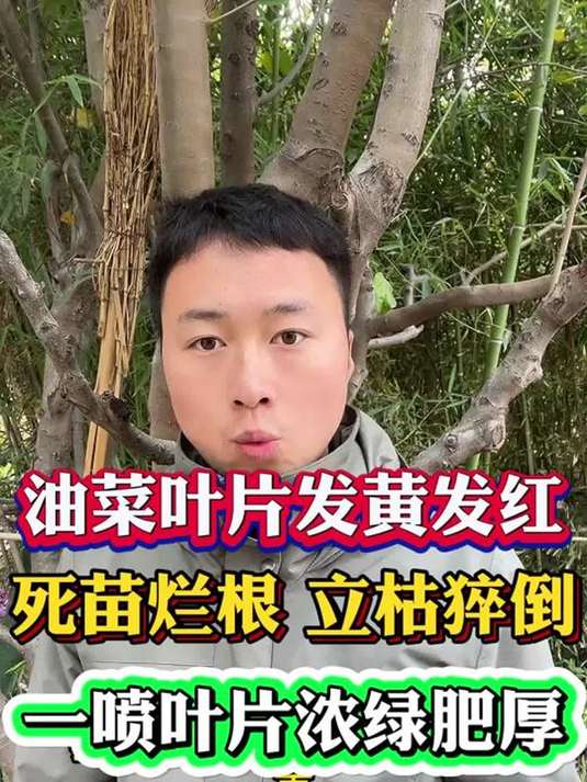 油菜叶片红黄还死苗烂根?立枯猝倒咋解决