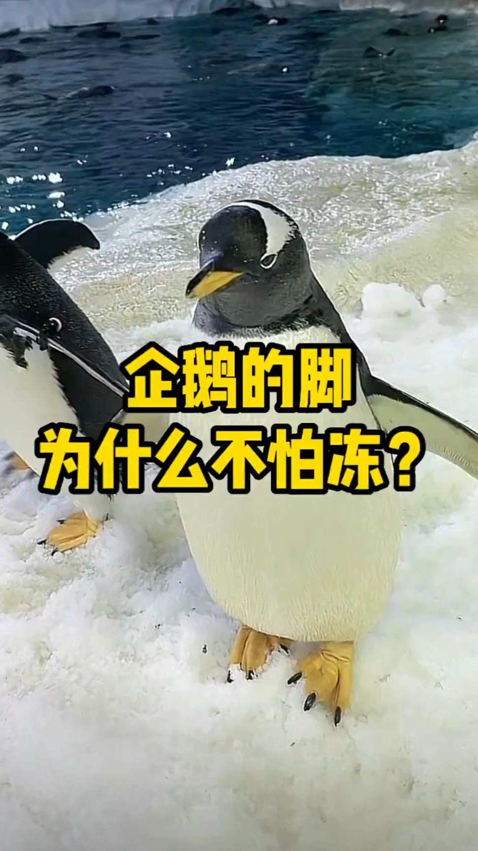 企鹅的脚为什么不怕冷呢?图图带你解答#企鹅#科普#阿德利企鹅#白眉企鹅 #海洋生物