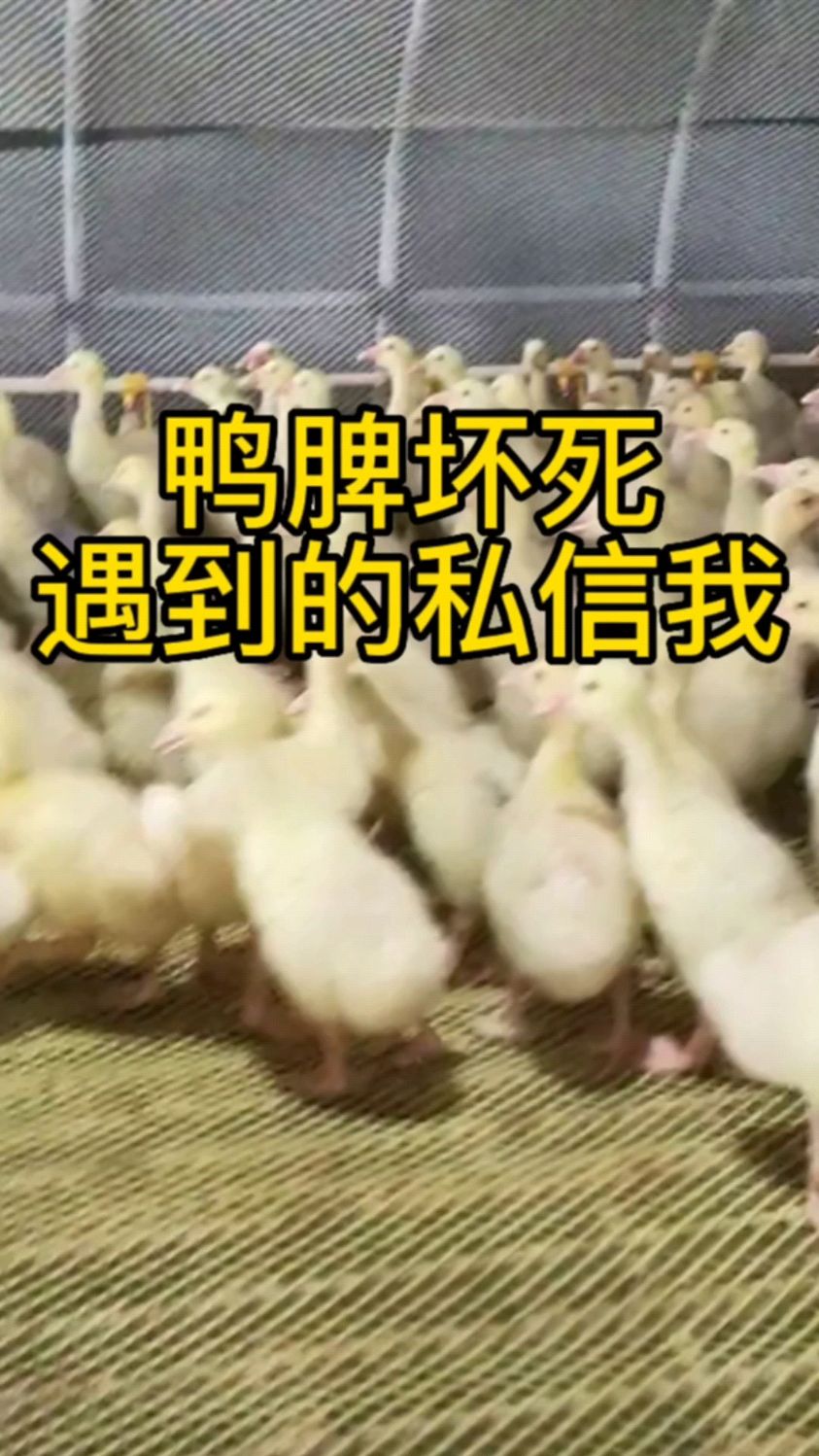 养鸭遇到脾坏死,有什么症状呢