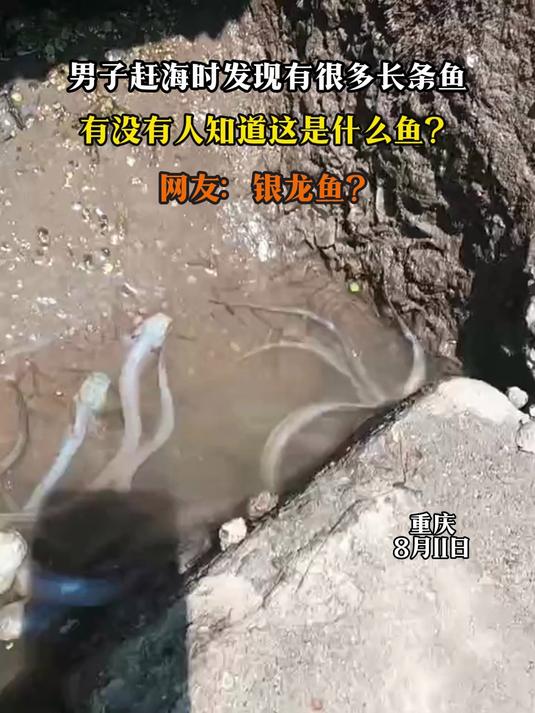 男子赶海时发现有很多长条鱼,有没有人知道这是什么鱼?