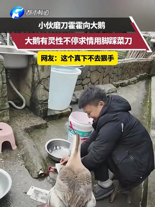 小伙磨刀霍霍向大鹅，大鹅有灵性不停求情用脚踩菜刀，网友：这个真下不去狠手