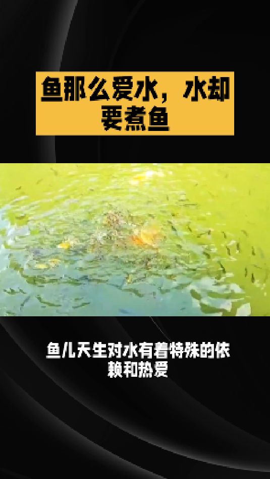 鱼那么爱水,水却要煮鱼