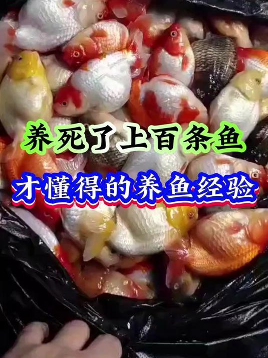 养死了上百条鱼，才懂得的养鱼经验