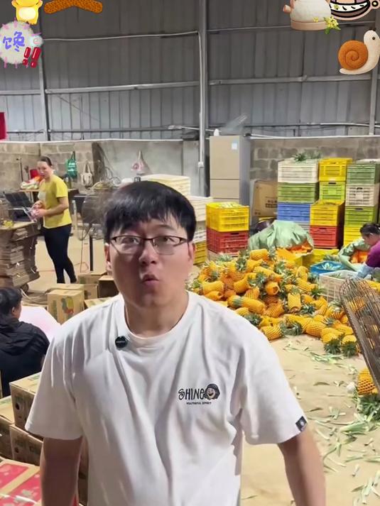 无眼凤梨超省心！金钻品种果肉厚实，清甜不涩，新鲜直达！#春节#