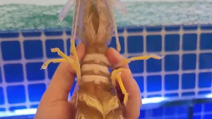峪园贵宾预定的泰国虾菇已到位