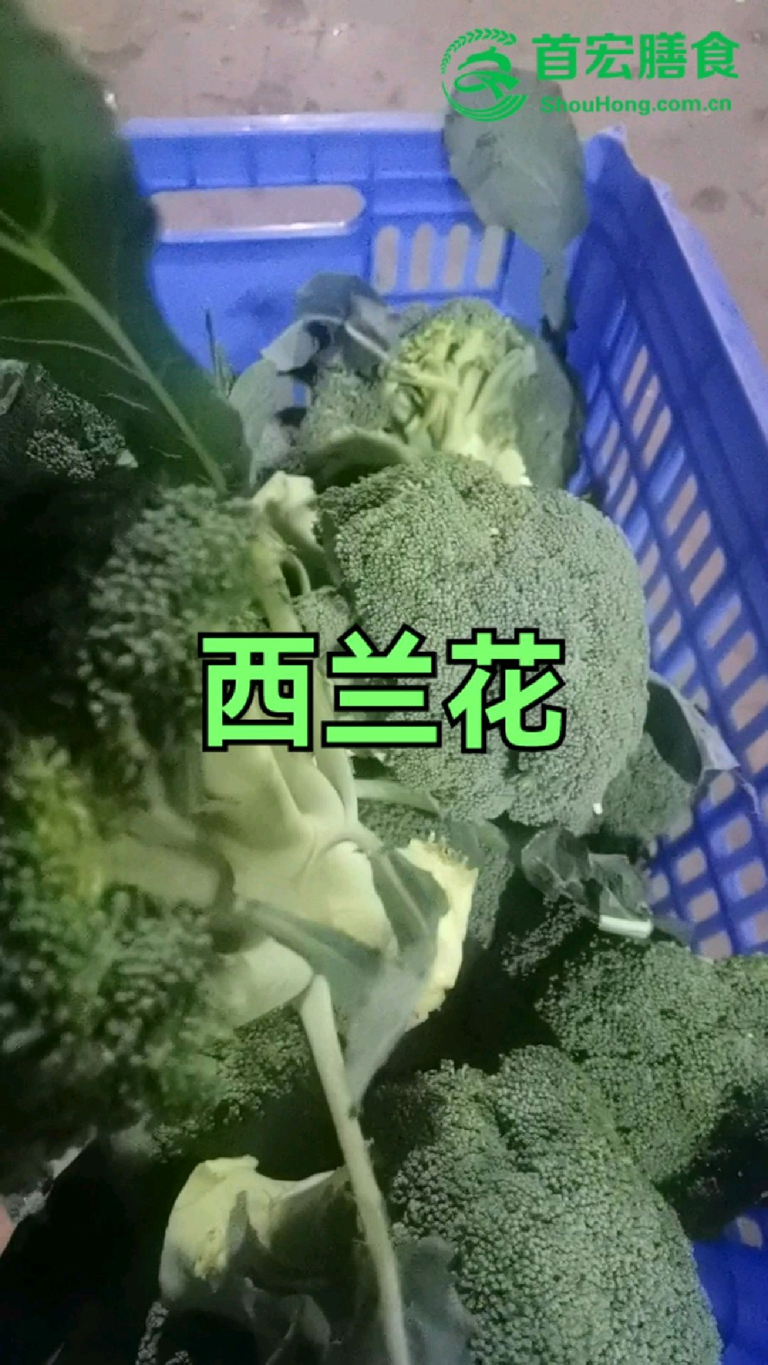 生鲜食材配送,工厂学校常用配送品类中的 西兰花