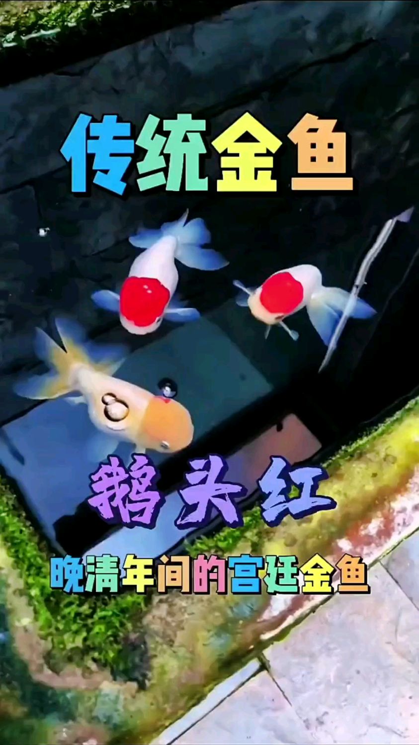 传统观赏鱼鹅头红