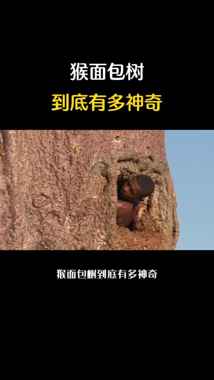 猴面包树为什么全身是宝?