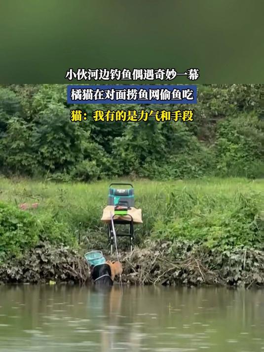 小伙河边钓鱼偶遇奇妙一幕,橘猫在对面捞鱼网偷鱼吃