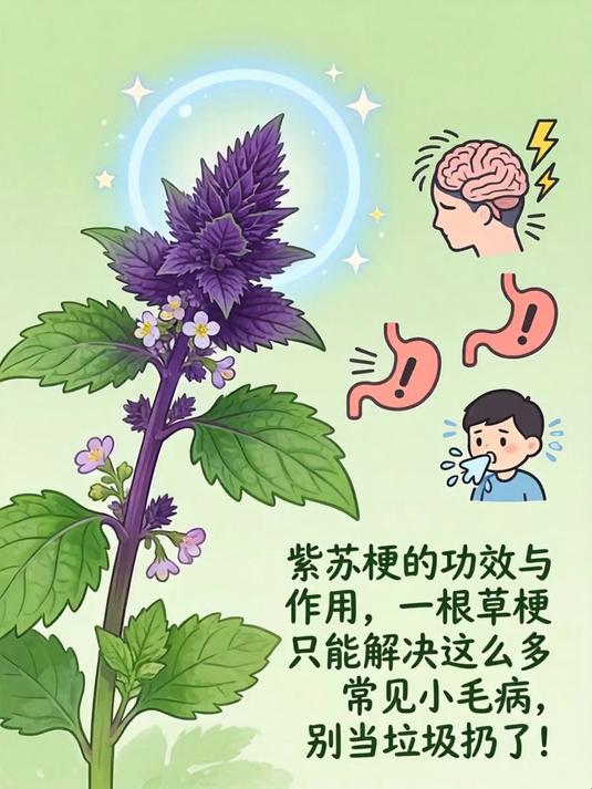 紫苏梗的功效与作用,一根草梗竟能解决这么多常见小毛病,别当垃圾扔了!