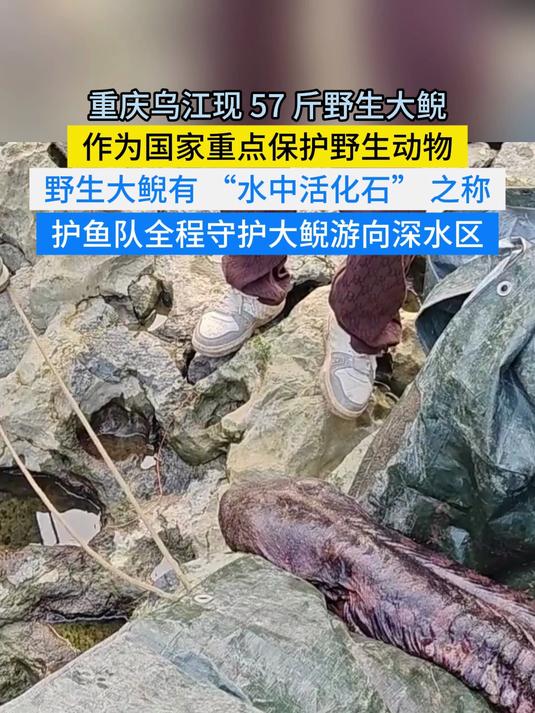 重庆乌江现 57 斤野生大鲵！57 斤活化石顺利放生