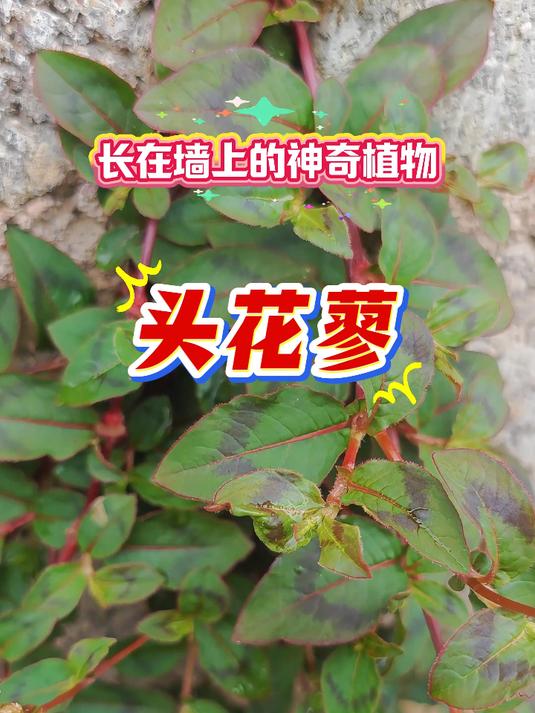 贵州道地药材,长在墙上的神奇植物头花蓼,可惜很多人都不认识?