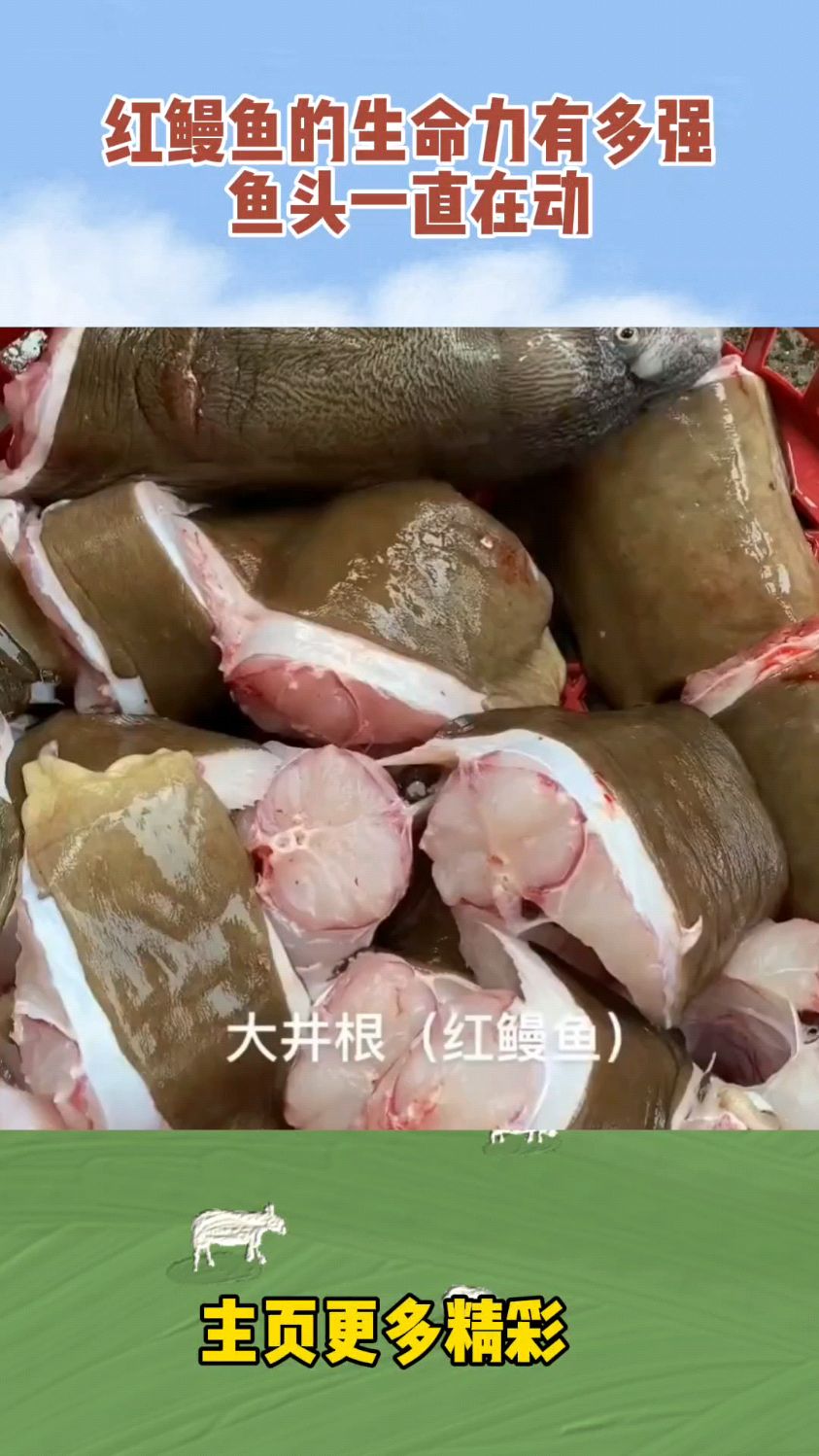 红鳗鱼的生命力有多强,鱼头一直在动!