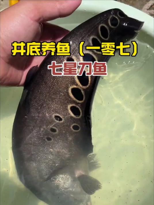 搞了一条七星刀鱼下井，感觉它的体型好奇怪，像个大砍刀一样