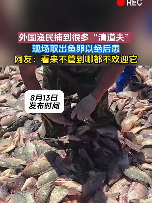 外国渔民捕到很多“清道夫”,现场取出鱼卵以绝后患,网友:看来不管到哪都不欢迎它