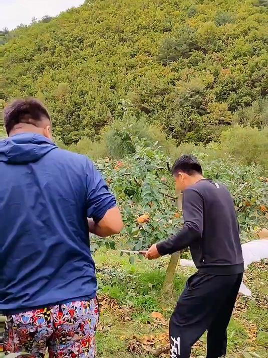 大型现抓东北土鸡现场,明明是我赢得,最后损失惨重啊!