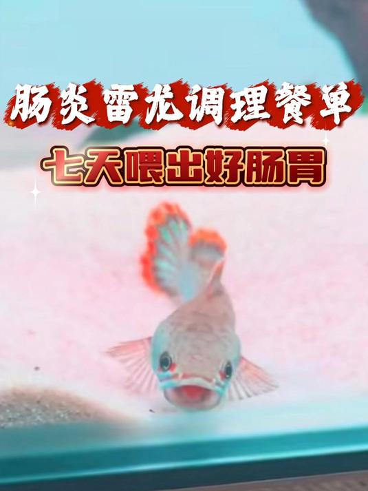 肠炎雷龙调理餐单:七天喂出好肠胃