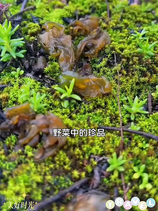 雷公菌又名地木耳地皮菜你了解它吗