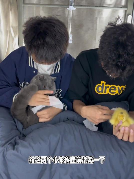 当小猫咪在宿舍遇到小鸭子是一种什么体验