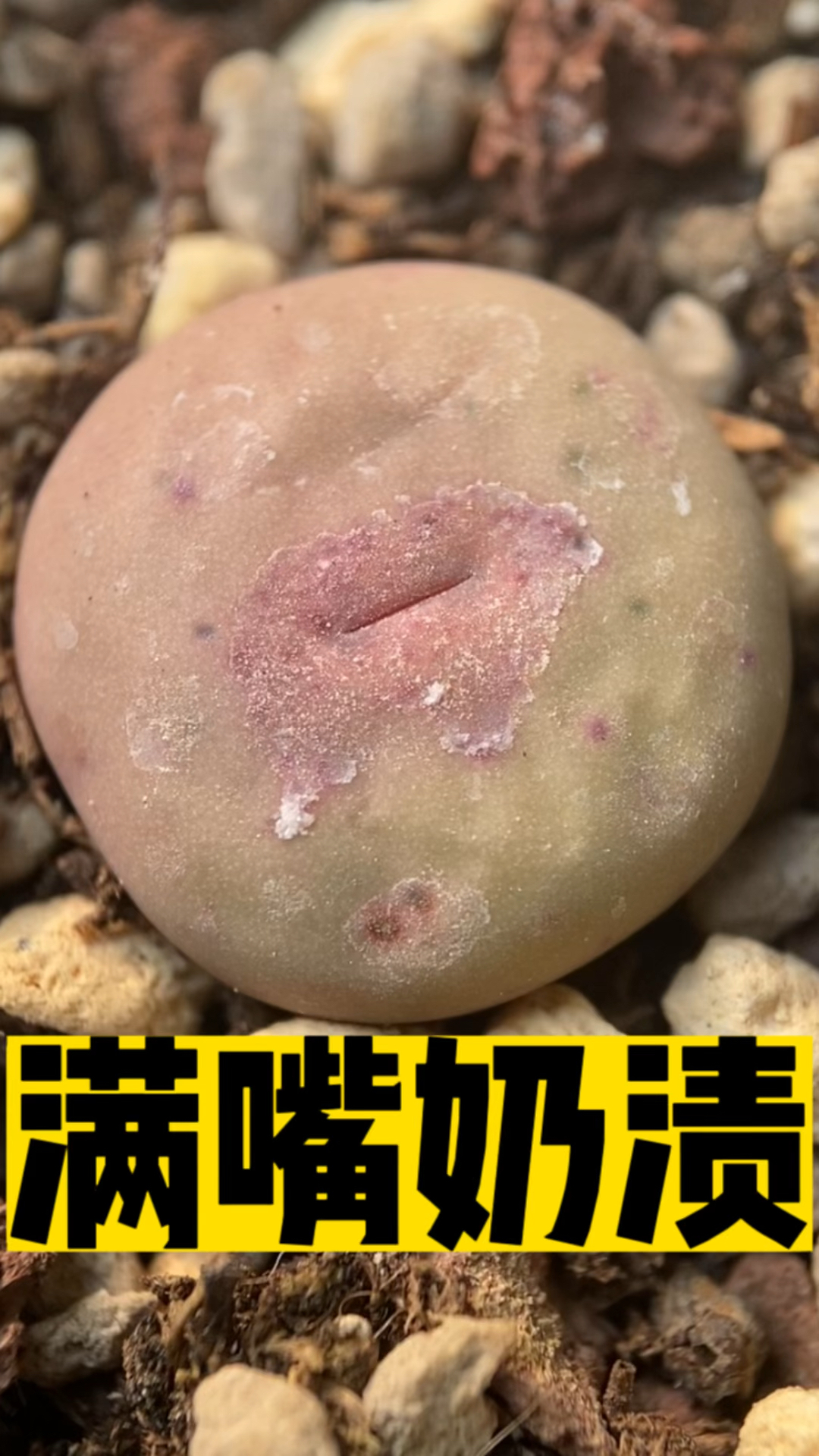 肉锥小红嘴杂交#肉锥 #多肉植物 #番杏