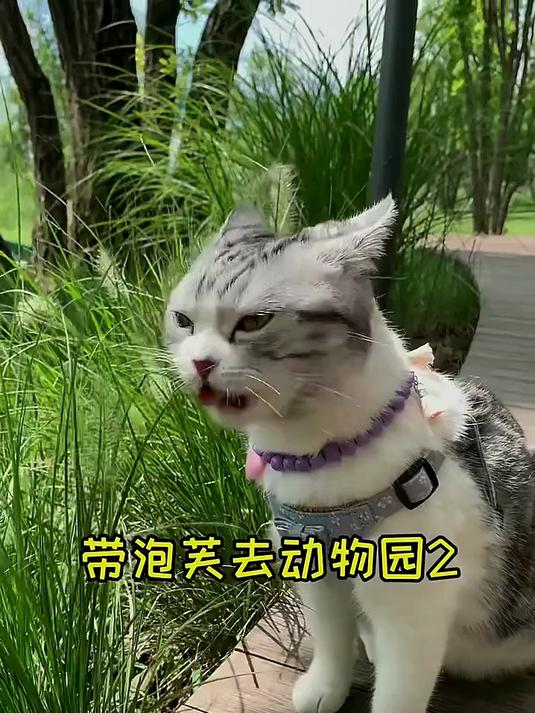 泡芙动物园 来喽来喽