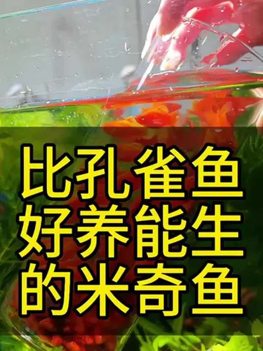 新手养鱼选啥?米奇鱼易养能生超喜庆,比孔雀鱼强!