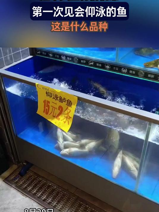 超市卖鱼特价优惠,第一次见会仰泳的鱼,这是什么品种