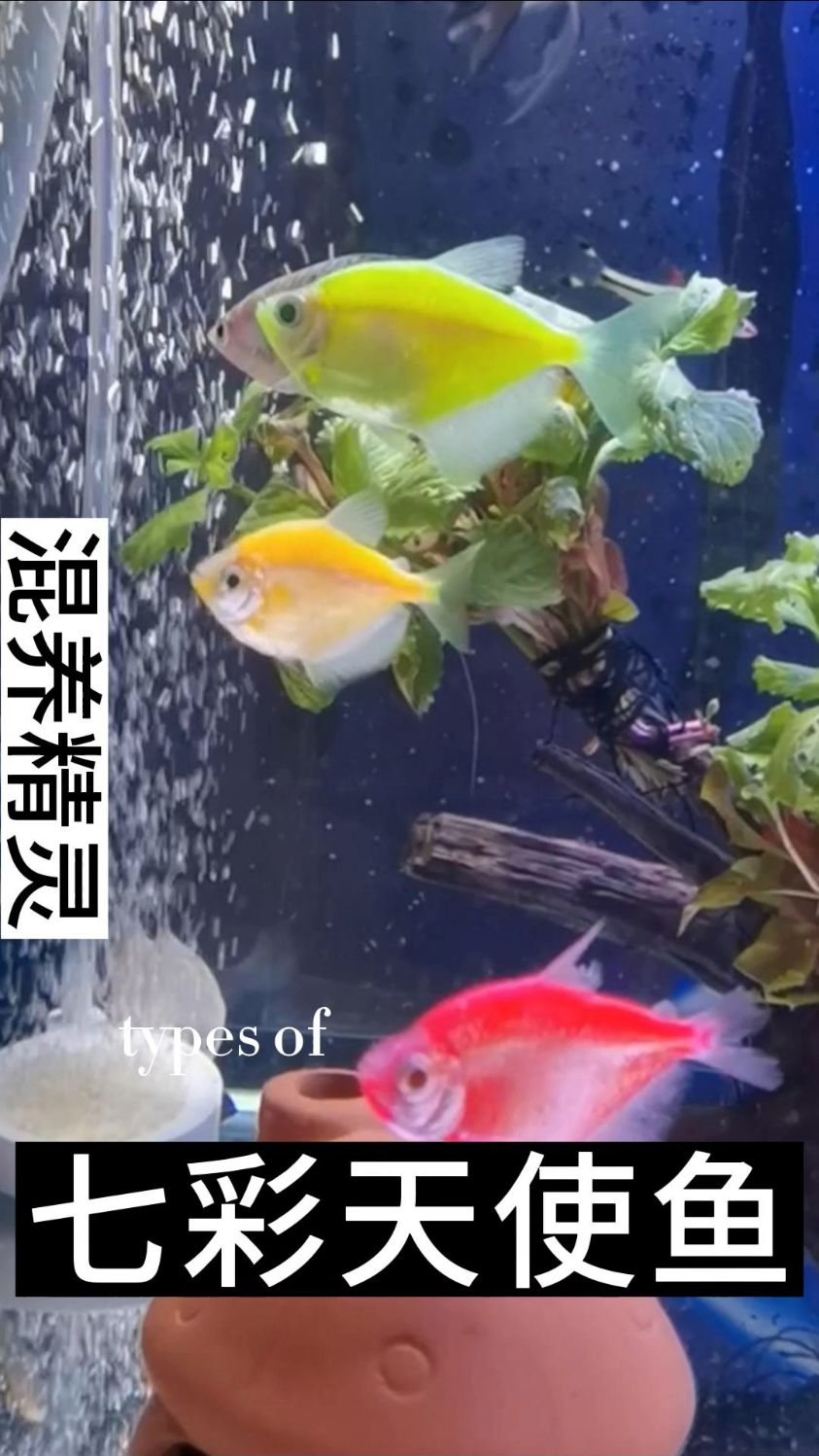 七彩天使鱼一共有两个色系,每个色系有7种颜色,如果你想养全的话,可以讲14种颜色