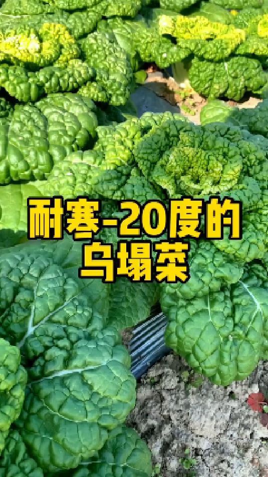 乌塌菜到了播种的好季节了