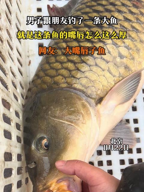 男子跟朋友钓了一条大鱼,就是这条鱼的嘴唇怎么这么厚