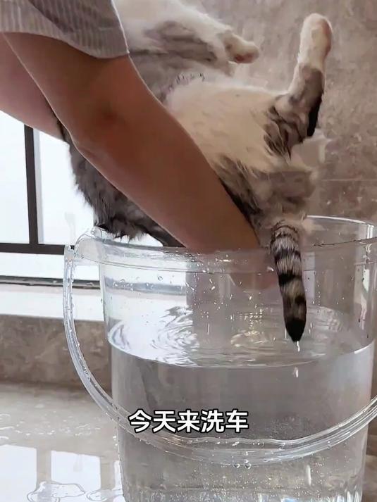 挑战一次性洗两只猫,两桶水的对比也太明显了