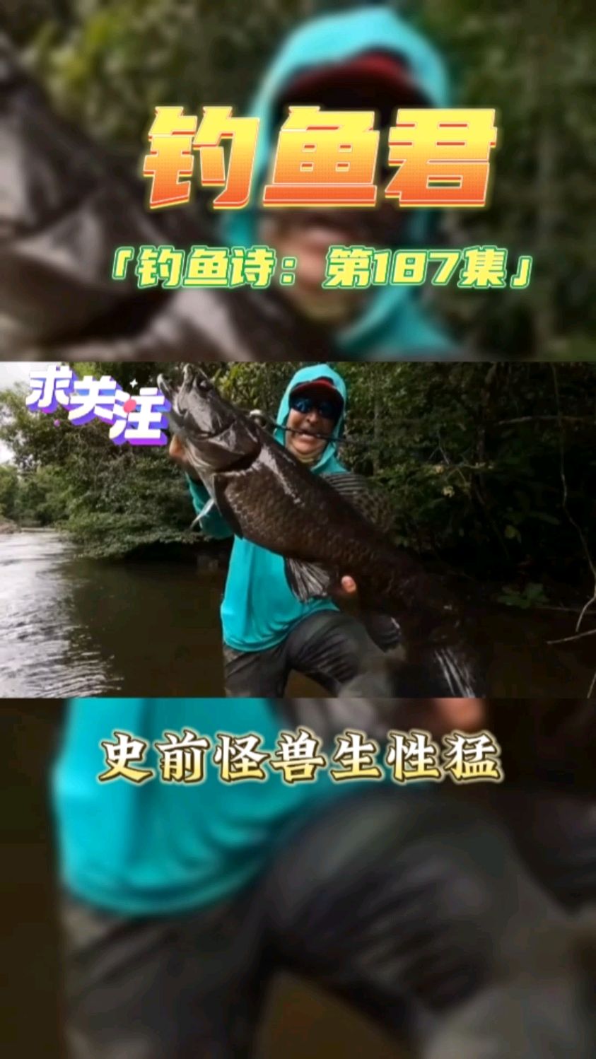 钓鱼君之钓鱼口诀:第187集(钓狼鱼)鱼类百科,各位钓过此鱼吗