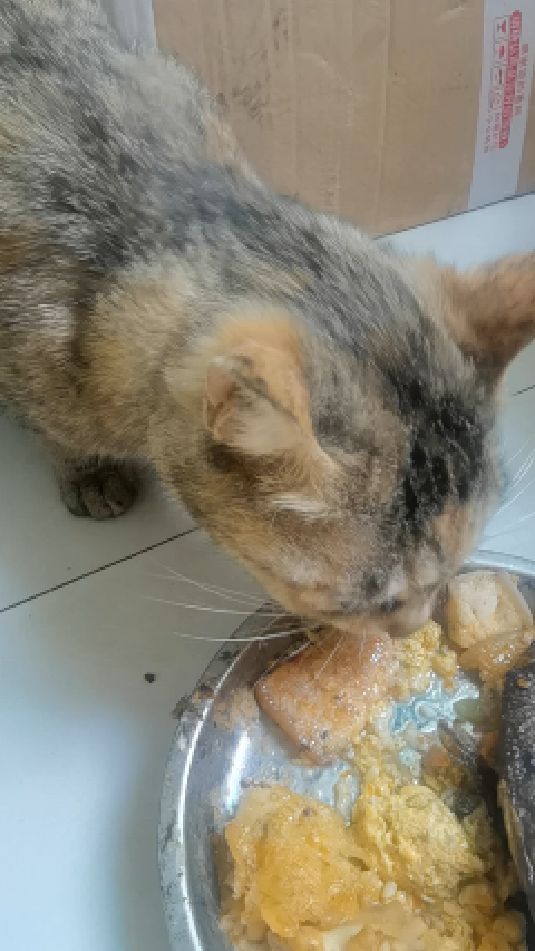 狼吞虎咽吃鱼的样子
