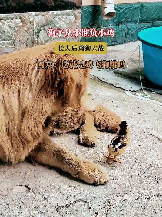 狗子从小欺负小鸡，长大后鸡狗大战，网友：这就是鸡飞狗跳吗
